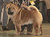 smooth chow-chow Si Huang Ti Velvet Prince. Click to maximize.