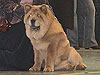 smooth chow-chow Love Story Dushes Velvet. Click to maximize