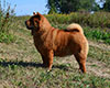 chow-chow smooth on dacha