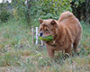 chow-chow smooth on dacha