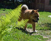 chow-chow smooth on dacha