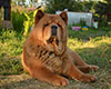 chow-chow smooth on dacha