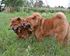 chow-chow smooth on dacha