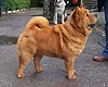 smooth chow-chow Baltia Smooth Cunami. Click to maximize