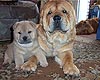smooth chow-chow Akos and his son Suel Sihote Alinn Lav Story Smooth Lilac