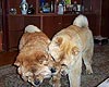 smooth chow-chow Akos&Bola