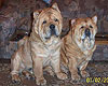 smooth chow-chow Akos and Bola