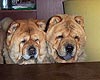 smooth chow-chow Akos&Bola