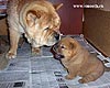 smooth chow-chow Akos and Buffy