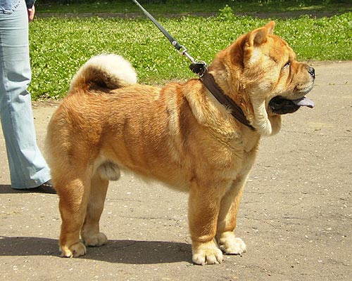 чау чау собака смуф фото