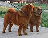 smooth chow-chow Buba and Nika