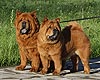 smooth chow-chow Buba and Nika