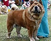 -      chow-chow Love Story Dushes Velvet