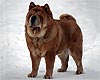 -      chow-chow Love Story Dushes Velvet