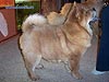 -     chow-chow Love Story Dushes Velvet