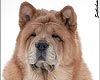 -     chow-chow Love Story Dushes Velvet