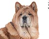 -     chow-chow Love Story Dushes Velvet