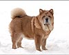 -     chow-chow Love Story Dushes Velvet