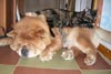 -     chow-chow Love Story Dushes Velvet