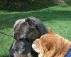 -     chow-chow Love Story Dushes Velvet