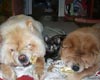 -     chow-chow Love Story Dushes Velvet