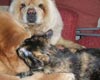 -     chow-chow Love Story Dushes Velvet