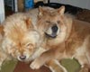 -     chow-chow Love Story Dushes Velvet