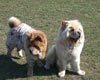 -     chow-chow Love Story Dushes Velvet