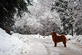 -     / chow-chow smooth Nava in Alps