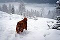 -     / chow-chow smooth Nava in Alps