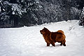 chow-chow smooth Nava in Alps
