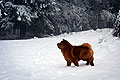 -     / chow-chow smooth Nava in Alps