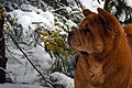 -     / chow-chow smooth Nava in Alps