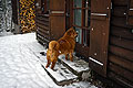 -     / chow-chow smooth Nava in Alps