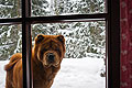 -     / chow-chow smooth Nava in Alps