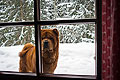 -     / chow-chow smooth Nava in Alps