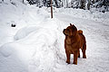 -     / chow-chow smooth Nava in Alps