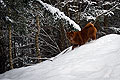 -     / chow-chow smooth Nava in Alps