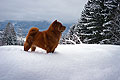 -     / chow-chow smooth Nava in Alps