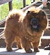 chow-chow