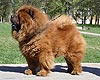 chow-chow