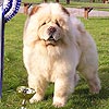 chow-chow BON TRIUMPH SUGAR WHITE