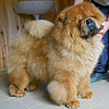 maximize chow-chow