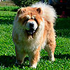 Chow-chow Borte Chino OCTAVIA