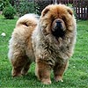 maximize chow-chow