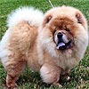 maximize chow-chow