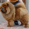 maximize chow-chow