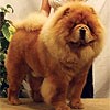 maximize chow-chow