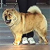 red smooth chow-chow ENNA LADY SMUF