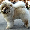 chow-chow FEARLESS HEART CUMIR FOR ME